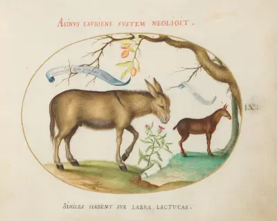 A Donkey and a Mule av Joris Hoefnagel