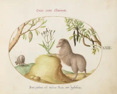 A Fat-Tailed Sheep, a Sheep with a Long Tail, a ‘Cassia purgatrix,’and Other Plants av Joris Hoefnagel
