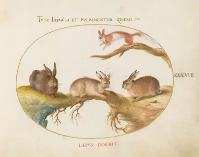En hare, en sk ”jackalope”, en kanin och en fläckig ekorre av Joris Hoefnagel
