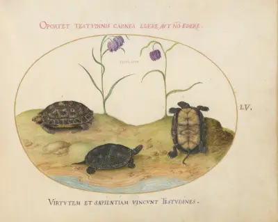 A Hermann’s or Greek Tortoise, Two European Pond Turtles, and Two Fritillaria av Joris Hoefnagel