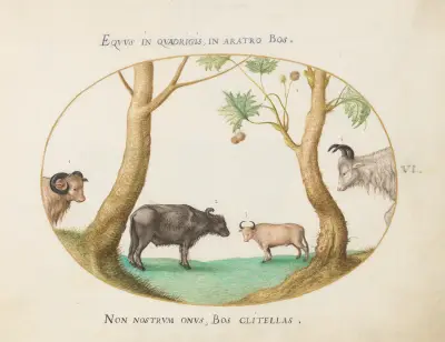 En variation av oxar med en bagge och en vattenbuffel vid en platan av Joris Hoefnagel