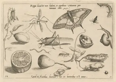 Archetypa studiaque patris Georgii Hoefnagelii Pl.04 av Joris Hoefnagel