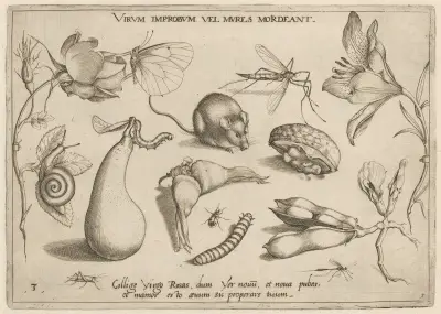 Archetypa studiaque patris Georgii Hoefnagelii Pl.06 av Joris Hoefnagel