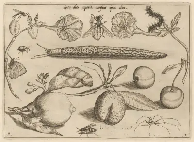 Archetypa studiaque patris Georgii Hoefnagelii Pl.11 av Joris Hoefnagel