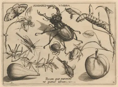 Archetypa studiaque patris Georgii Hoefnagelii Pl.13 av Joris Hoefnagel