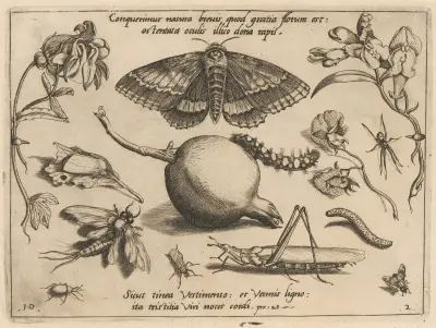 Archetypa studiaque patris Georgii Hoefnagelii Pl.14 av Joris Hoefnagel
