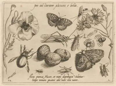 Archetypa studiaque patris Georgii Hoefnagelii Pl.16 av Joris Hoefnagel