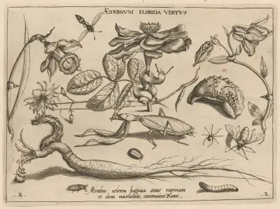 Archetypa studiaque patris Georgii Hoefnagelii Pl.17 av Joris Hoefnagel