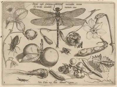 Archetypa studiaque patris Georgii Hoefnagelii Pl.18 av Joris Hoefnagel