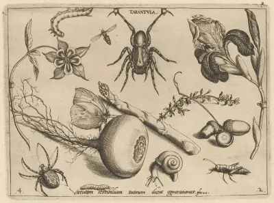 Archetypa studiaque patris Georgii Hoefnagelii Pl.19 av Joris Hoefnagel