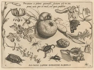Archetypa studiaque patris Georgii Hoefnagelii Pl.22 av Joris Hoefnagel
