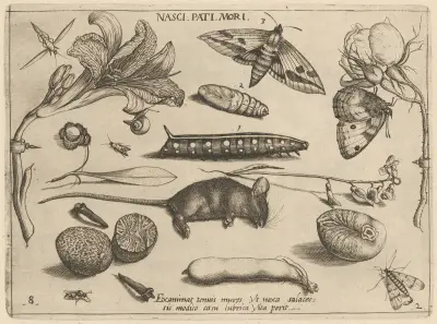 Archetypa studiaque patris Georgii Hoefnagelii Pl.23 av Joris Hoefnagel