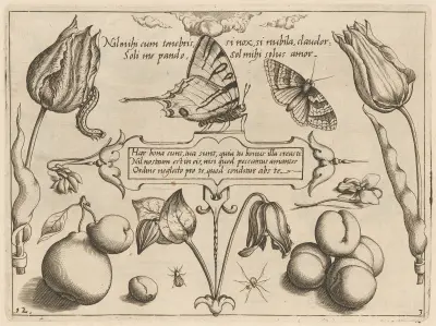 Archetypa studiaque patris Georgii Hoefnagelii Pl.29 av Joris Hoefnagel