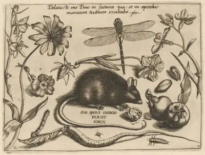 Archetypa studiaque patris Georgii Hoefnagelii Pl.30 av Joris Hoefnagel