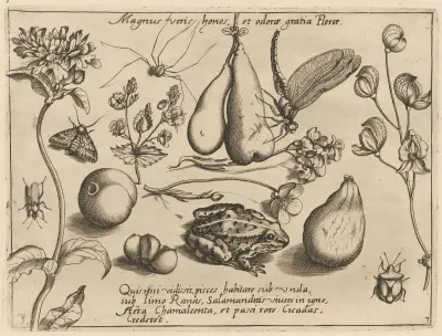 Archetypa studiaque patris Georgii Hoefnagelii Pl.31 av Joris Hoefnagel