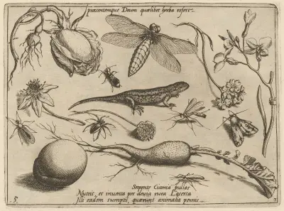 Archetypa studiaque patris Georgii Hoefnagelii Pl.33 av Joris Hoefnagel
