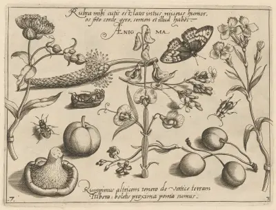 Archetypa studiaque patris Georgii Hoefnagelii Pl.35 av Joris Hoefnagel