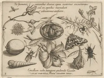 Archetypa studiaque patris Georgii Hoefnagelii Pl.37 av Joris Hoefnagel
