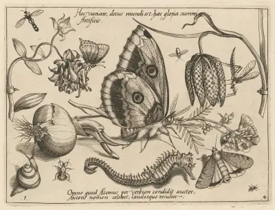 Archetypa studiaque patris Georgii Hoefnagelii Pl.39 av Joris Hoefnagel