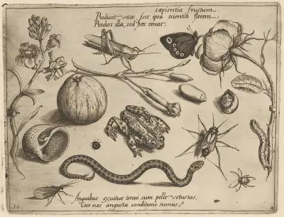 Archetypa studiaque patris Georgii Hoefnagelii Pl.40 av Joris Hoefnagel