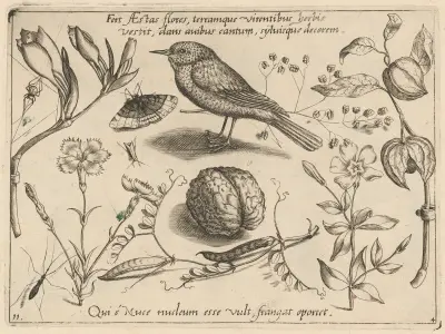 Archetypa studiaque patris Georgii Hoefnagelii Pl.41 av Joris Hoefnagel