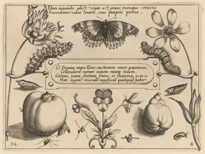 Archetypa studiaque patris Georgii Hoefnagelii Pl.42 av Joris Hoefnagel