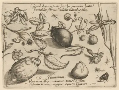 Archetypa studiaque patris Georgii Hoefnagelii Pl.43 av Joris Hoefnagel