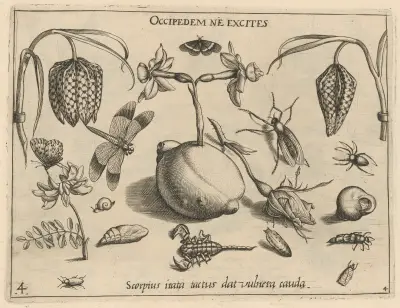 Archetypa studiaque patris Georgii Hoefnagelii Pl.45 av Joris Hoefnagel