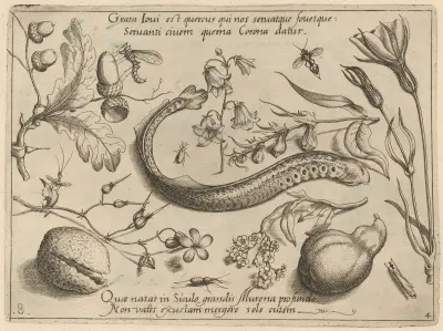 Archetypa studiaque patris Georgii Hoefnagelii Pl.49 av Joris Hoefnagel