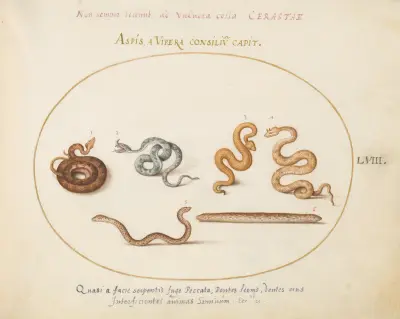 Asps and Vipers av Joris Hoefnagel