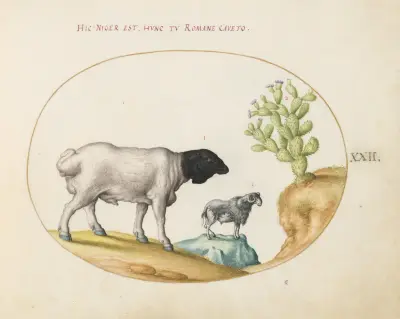 Blackhead Persian Sheep and a Sheep with a Long Tail, with a Cactus av Joris Hoefnagel