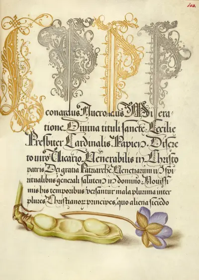 Bredböna och leverblomma av Joris Hoefnagel