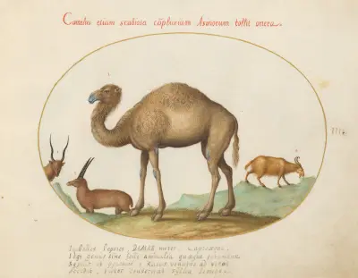Kamel, stenbock och get av Joris Hoefnagel