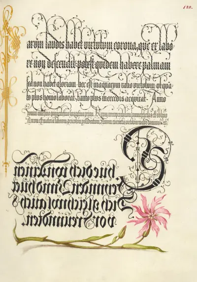 Gökblomster av Joris Hoefnagel