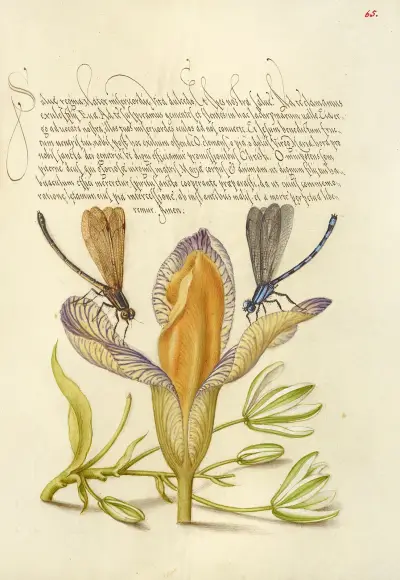 Flicksländor, spansk iris och vitlilja av Joris Hoefnagel