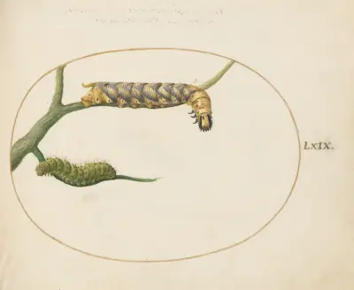 Emperor Moth Caterpillar with a Second Caterpillar on a Branch av Joris Hoefnagel