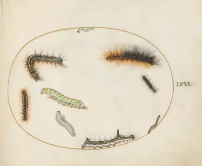 Lackey Moth Caterpillar, Figure of Eight Caterpillar, Grey Dagger Caterpillar, and Other Caterpillars av Joris Hoefnagel