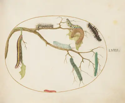 Large White and Small White Butterfly Caterpillars, Hornworm Caterpillar, Broom Moth Caterpillar, and Others av Joris Hoefnagel
