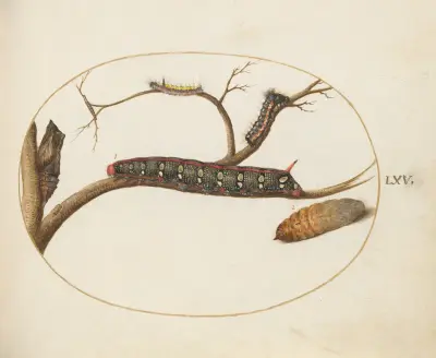 Leafy Spurge Hawkmoth Caterpillar, Gray Dagger Caterpillar, and Pupae av Joris Hoefnagel