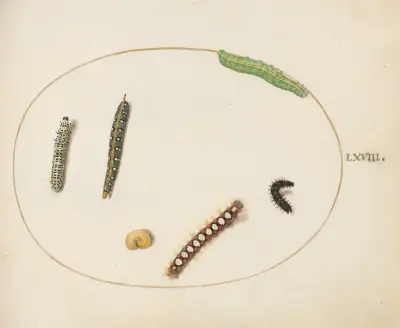 Leafy Spurge Hawkmoth Caterpillar, Mullein Moth Caterpillar, and Other Caterpillars av Joris Hoefnagel
