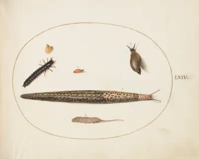 Leopard Slug, Ground Beetle Larva, a Rat-tailed Maggot, and Other Creatures, Joris Hoefnagel