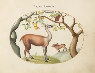 Lama och älg av Joris Hoefnagel