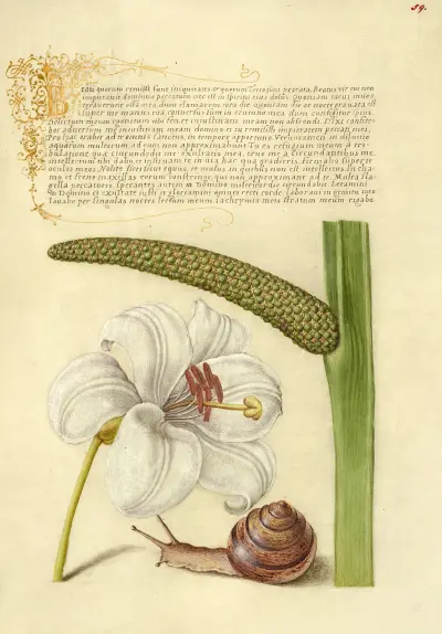 Madonnalilja, landmollusk och kalmus av Joris Hoefnagel
