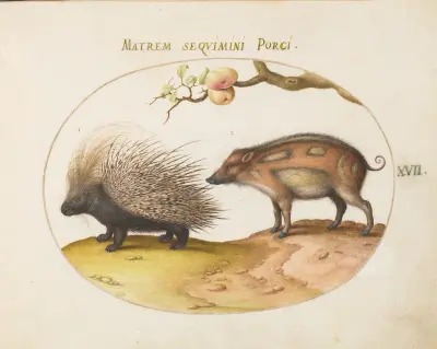 Old World Porcupine (Hystrix) and Wild Pig av Joris Hoefnagel