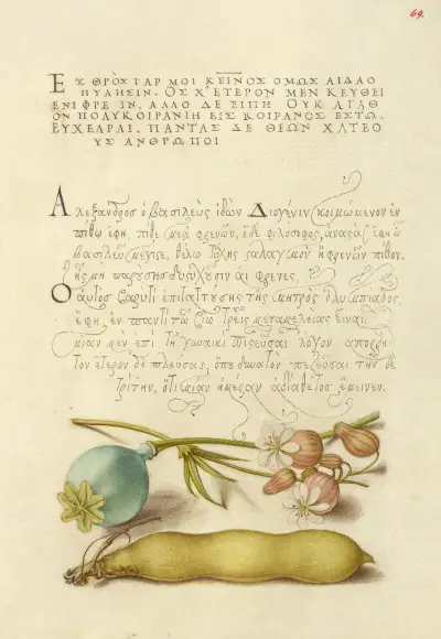 Opiumvallmo, vitblära och bondböna av Joris Hoefnagel