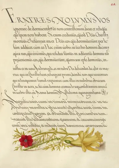 Fasanöga och smörblomma av Joris Hoefnagel