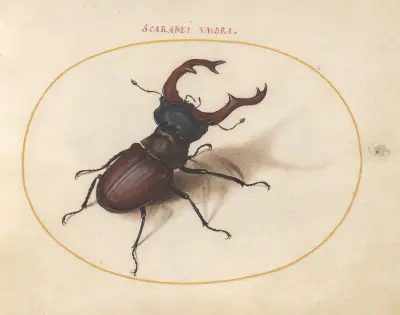 Blad 05; Ekoxe av Joris Hoefnagel