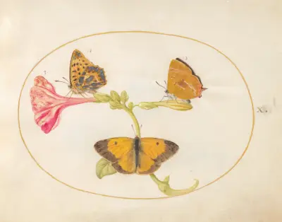 Plate 10; Brown Hairstreak, Silver-Washed Fritillary, and Clouded Yellow Butterflies on a Four-o’-Clock Flower av Joris Hoefnagel