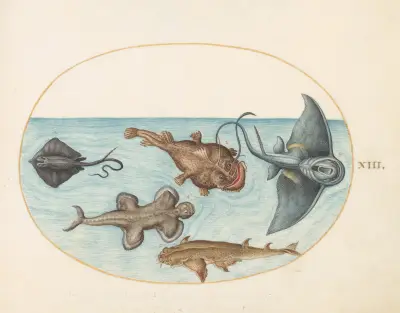 Plate 13; Two Stingrays, an Anglerfish, a Monkfish and an Angel Shark av Joris Hoefnagel