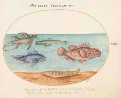 Plansch 14; En 'sjöapa', två djurscorpionfiskar och två andra fiskar av Joris Hoefnagel